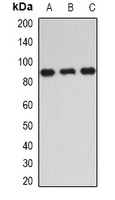 IKK epsilon Rabbit Polyclonal Antibody