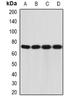 CD212 Rabbit Polyclonal Antibody