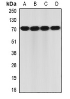 IL-23R Rabbit Polyclonal Antibody