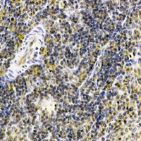 IL-23R Rabbit Polyclonal Antibody