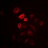 Omentin Rabbit Polyclonal Antibody