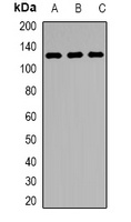 KDM1A Rabbit Polyclonal Antibody