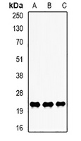LITAF Rabbit Polyclonal Antibody