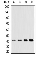 SAPK2 Rabbit Polyclonal Antibody