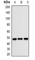 JNK1 Rabbit Polyclonal Antibody