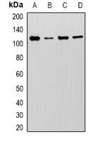 MCM6 Rabbit Polyclonal Antibody