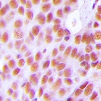 NASP Rabbit Polyclonal Antibody