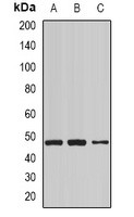 NCK1 Rabbit Polyclonal Antibody