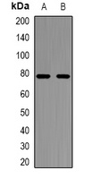 NFAT2 Rabbit Polyclonal Antibody