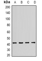 NPY4R Rabbit Polyclonal Antibody