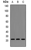 Neurotrophin 4 Rabbit Polyclonal Antibody