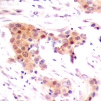 Neurotrophin 4 Rabbit Polyclonal Antibody