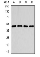 PDCD2L Rabbit Polyclonal Antibody