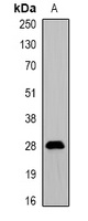 ProDynorphin Rabbit Polyclonal Antibody