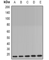 Cyclophilin B Rabbit Polyclonal Antibody