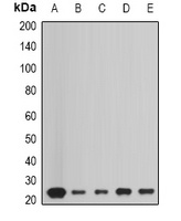 Peroxiredoxin 1 Rabbit Polyclonal Antibody