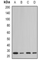 Peroxiredoxin 6 Rabbit Polyclonal Antibody
