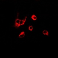Peroxiredoxin 6 Rabbit Polyclonal Antibody