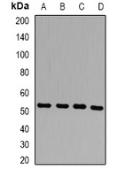 Presenilin 2 Rabbit Polyclonal Antibody