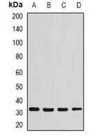 Syntenin Rabbit Polyclonal Antibody