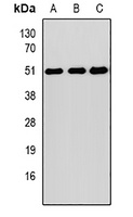SOCS4 Rabbit Polyclonal Antibody