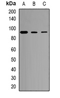 CD281 Rabbit Polyclonal Antibody