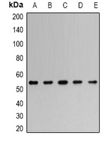 TRAF2 Rabbit Polyclonal Antibody