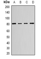 HSP75 Rabbit Polyclonal Antibody