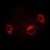 HSP75 Rabbit Polyclonal Antibody