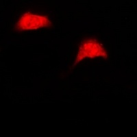 UBE2Z Rabbit Polyclonal Antibody