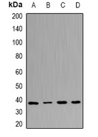 UFD1L Rabbit Polyclonal Antibody