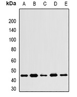 WNT4 Rabbit Polyclonal Antibody