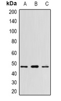 WNT5B Rabbit Polyclonal Antibody