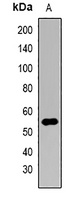 WWTR1 Rabbit Polyclonal Antibody