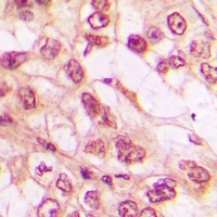 WWTR1 Rabbit Polyclonal Antibody