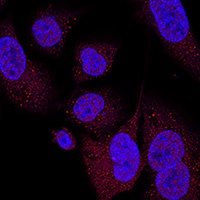WWTR1 Rabbit Polyclonal Antibody