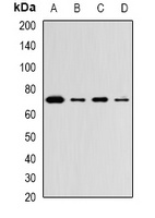 ZNF145 Rabbit Polyclonal Antibody