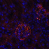 Nephrin Rabbit Polyclonal Antibody