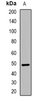 Cyclin E1 (Phospho-T77) Rabbit Polyclonal Antibody