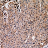 ANAPC1 (Phospho-S688) Rabbit Polyclonal Antibody
