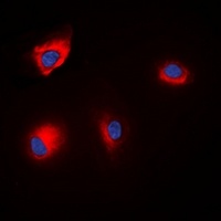 ANAPC1 (Phospho-S688) Rabbit Polyclonal Antibody