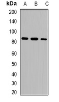 USP1 Rabbit Polyclonal Antibody