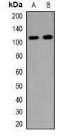 USP37 Rabbit Polyclonal Antibody