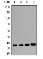 VSIG2 Rabbit Polyclonal Antibody