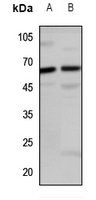 LINGO2 Rabbit Polyclonal Antibody