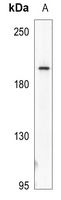 Myosin-pan (Acetyl-K505) Rabbit Polyclonal Antibody