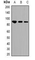 STAT1 (Acetyl-K410/K413) Rabbit Polyclonal Antibody