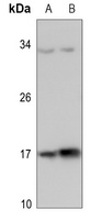 Histone H3 (TriMethyl-K37) Rabbit Polyclonal Antibody