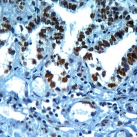 Histone H3 (TriMethyl-K37) Rabbit Polyclonal Antibody