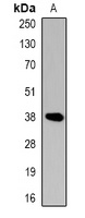 CREB (Phospho-S129) Rabbit Polyclonal Antibody